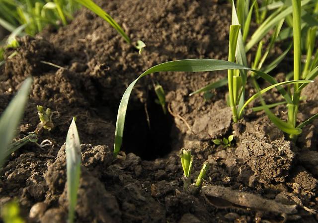 Посев озимых культур в Воеводине